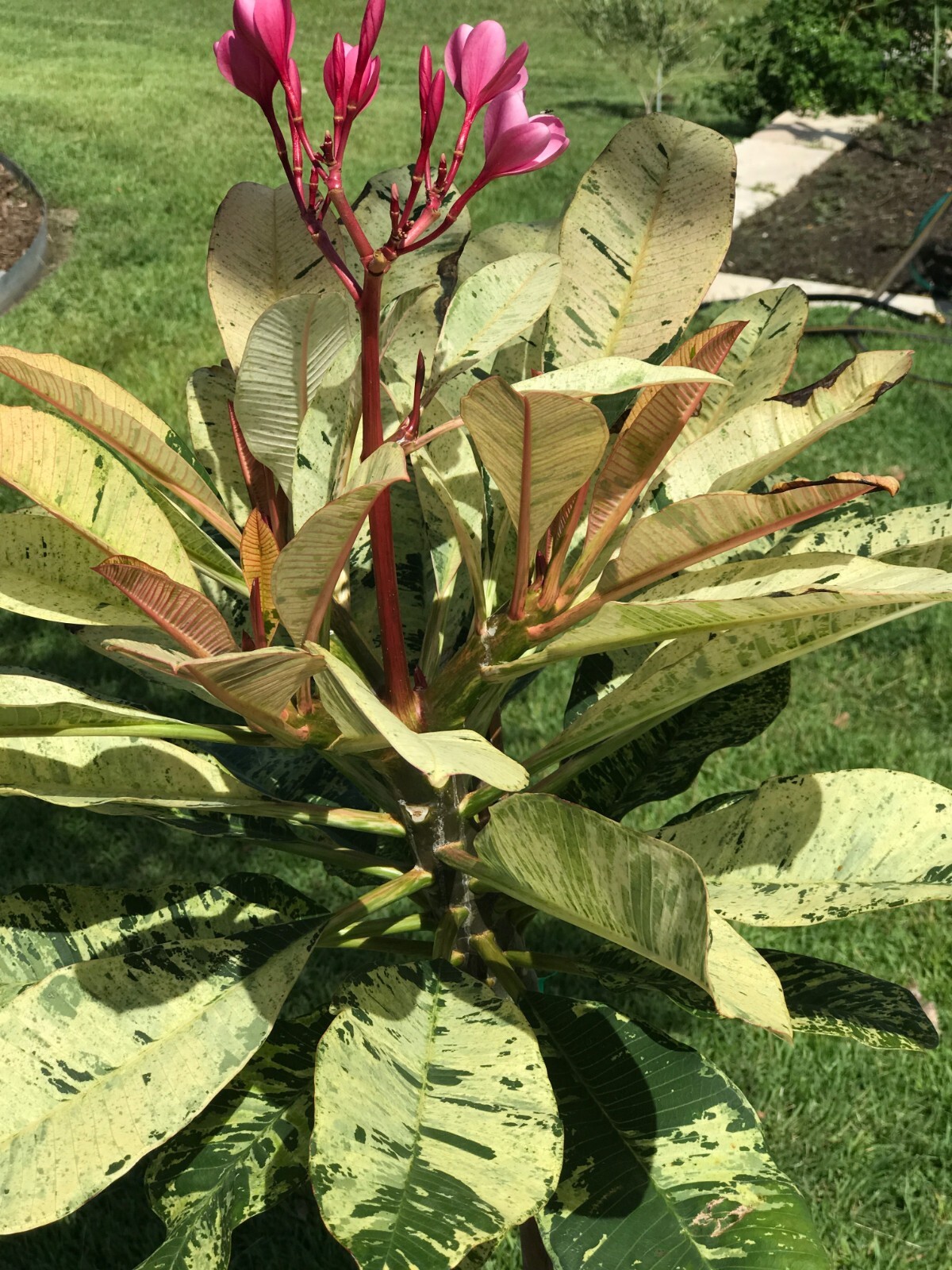 Red Blooming Variegated Leaf Plumeria rubra Frangipani Plant – ROOTED & GRAFTED