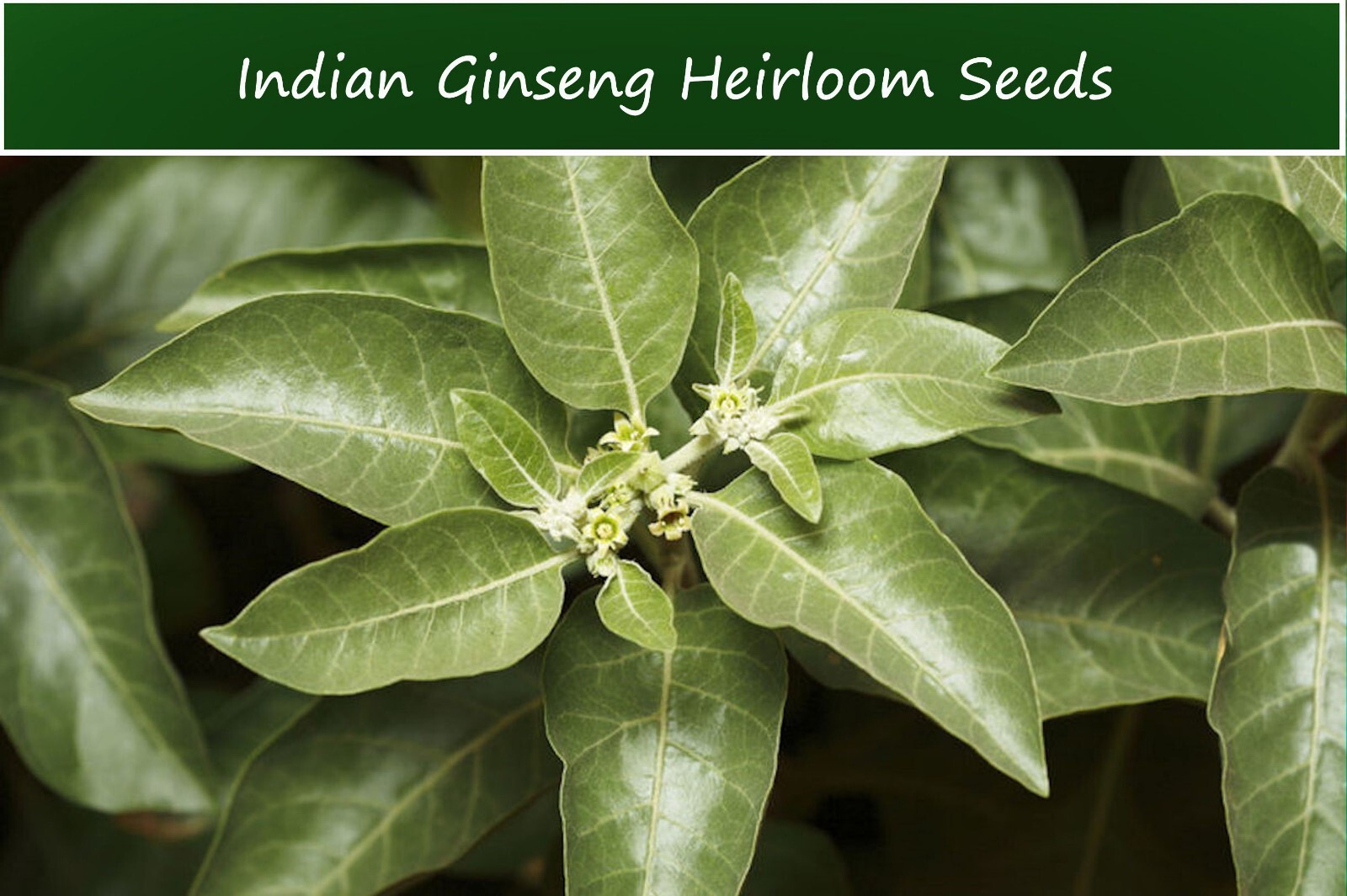 Tropical Seeds- Indian Ginseng -25 Seeds- Ashwaganda-Withania Somnifera