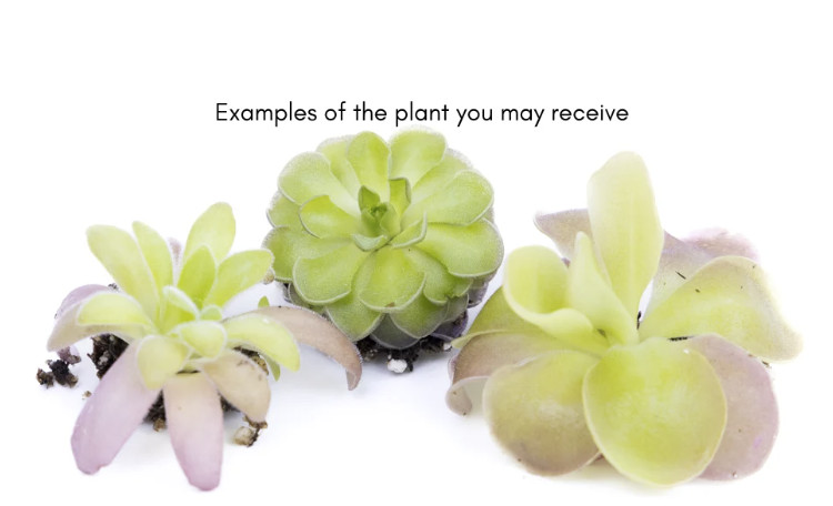 Mexican Butterwort Pinguicula – Live Carnivorous Plant Grower’s Choice