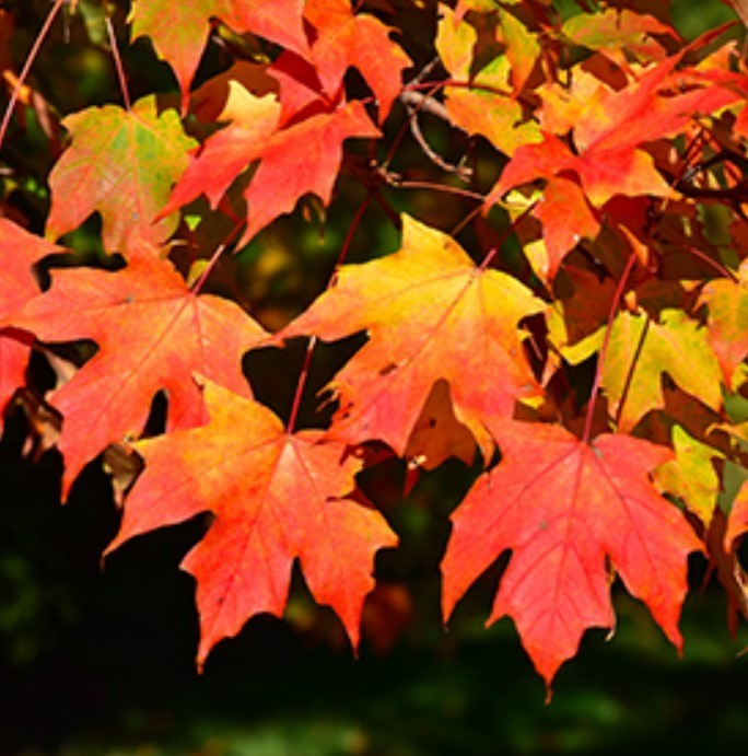Sugar Maple Live Tree – 10-18″ Tall – 1 Quart Pot – Acer saccharum – Zones 3-8