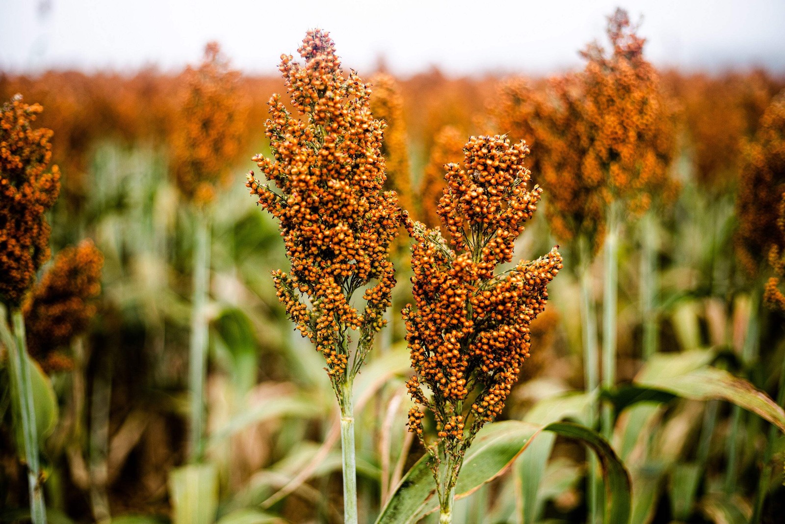 100 WILD GAME FOOD PLOT SORGHUM aka MILO Deer & Game Bird Bicolor Seeds *CombS/H