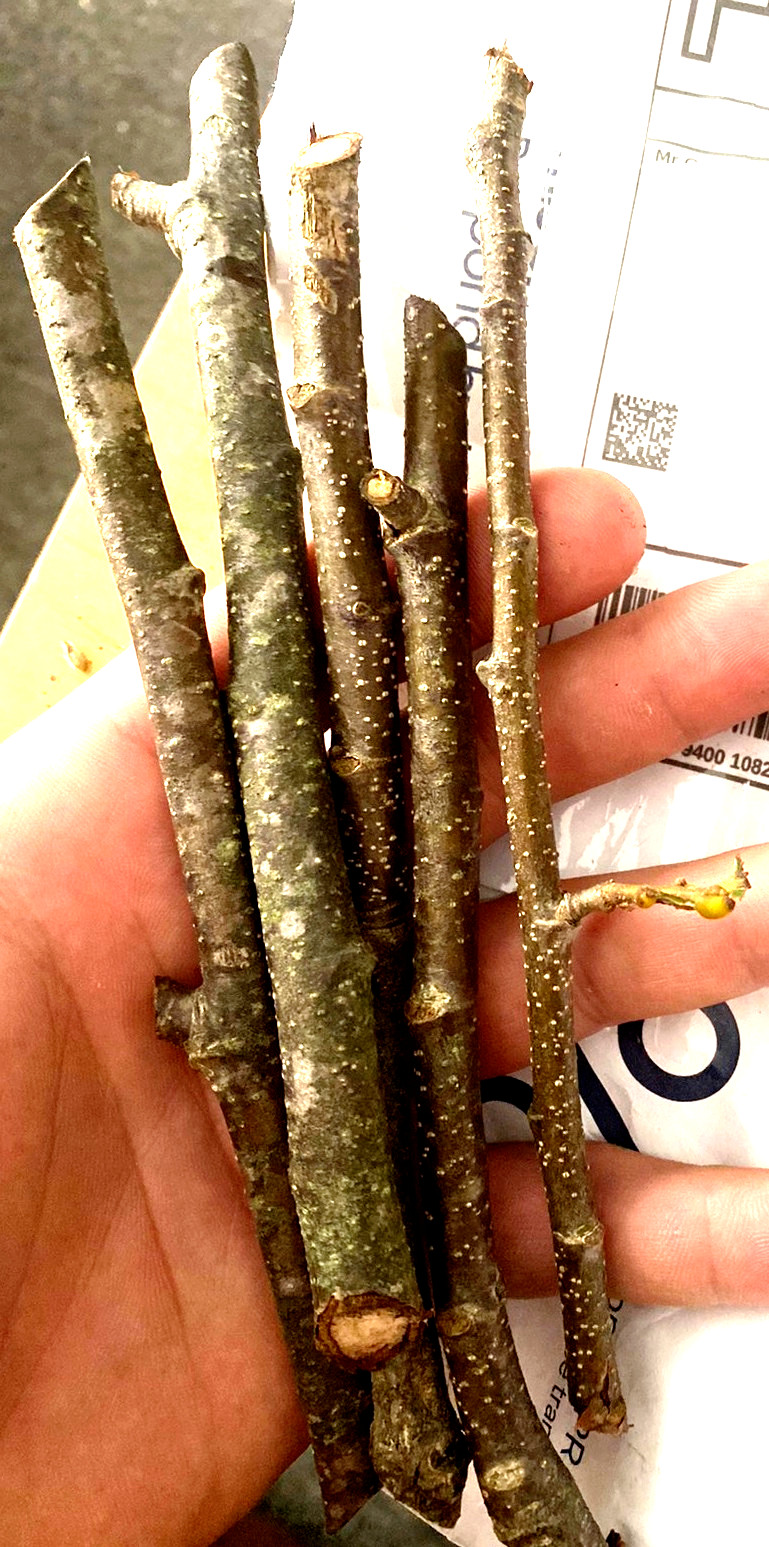4+2 cutting of organic Dunstan American-Chinese disease resistant chestnut