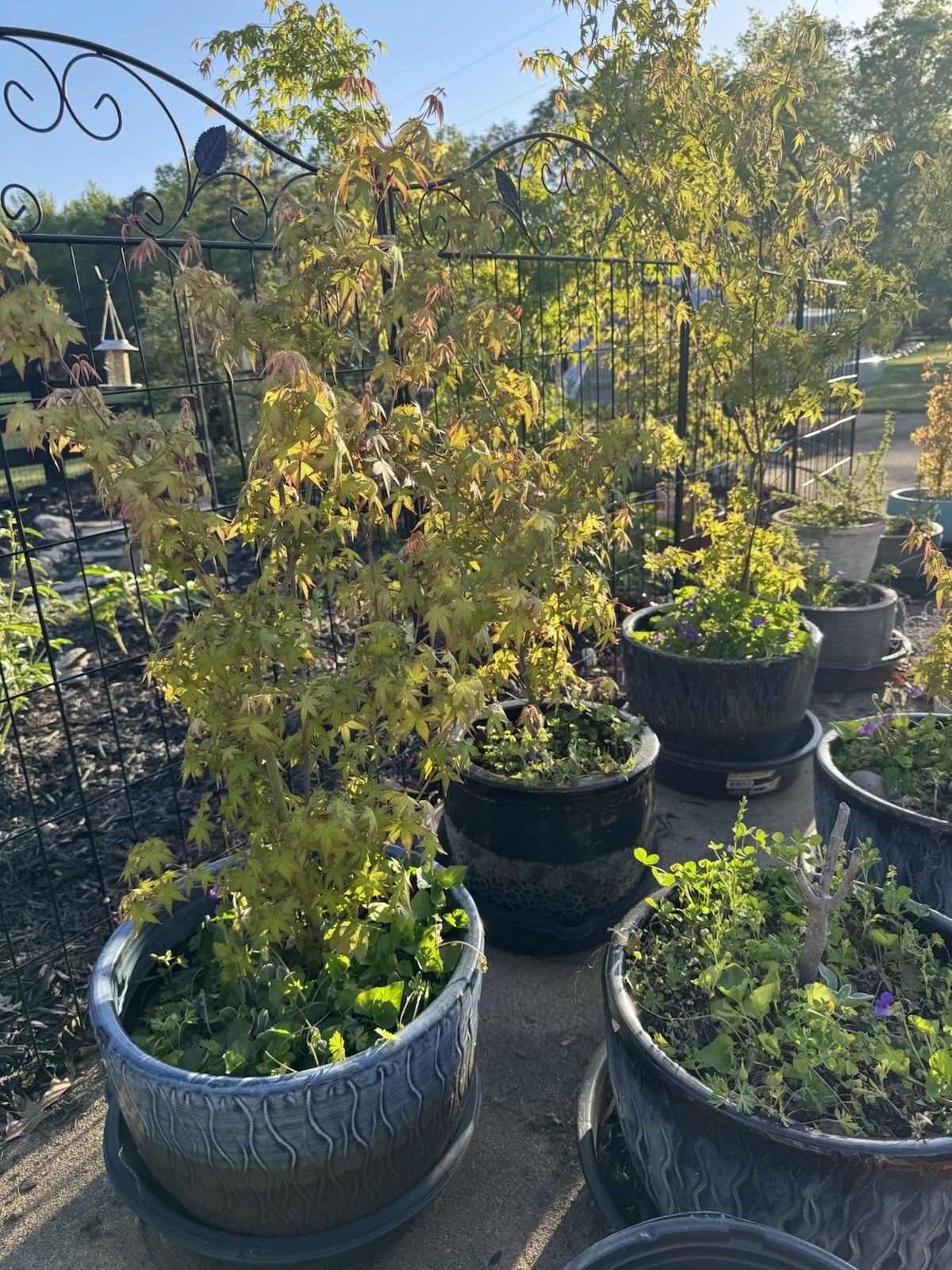 Four Japanese Maple Seedling 3 to 5 inches Ornamental Tree Sango kaku POTTED