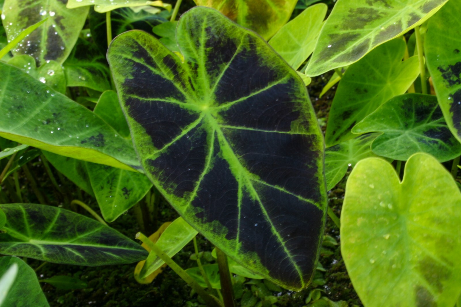 Live Imperial Taro Tropical Marginal Aquatic Pond Plant