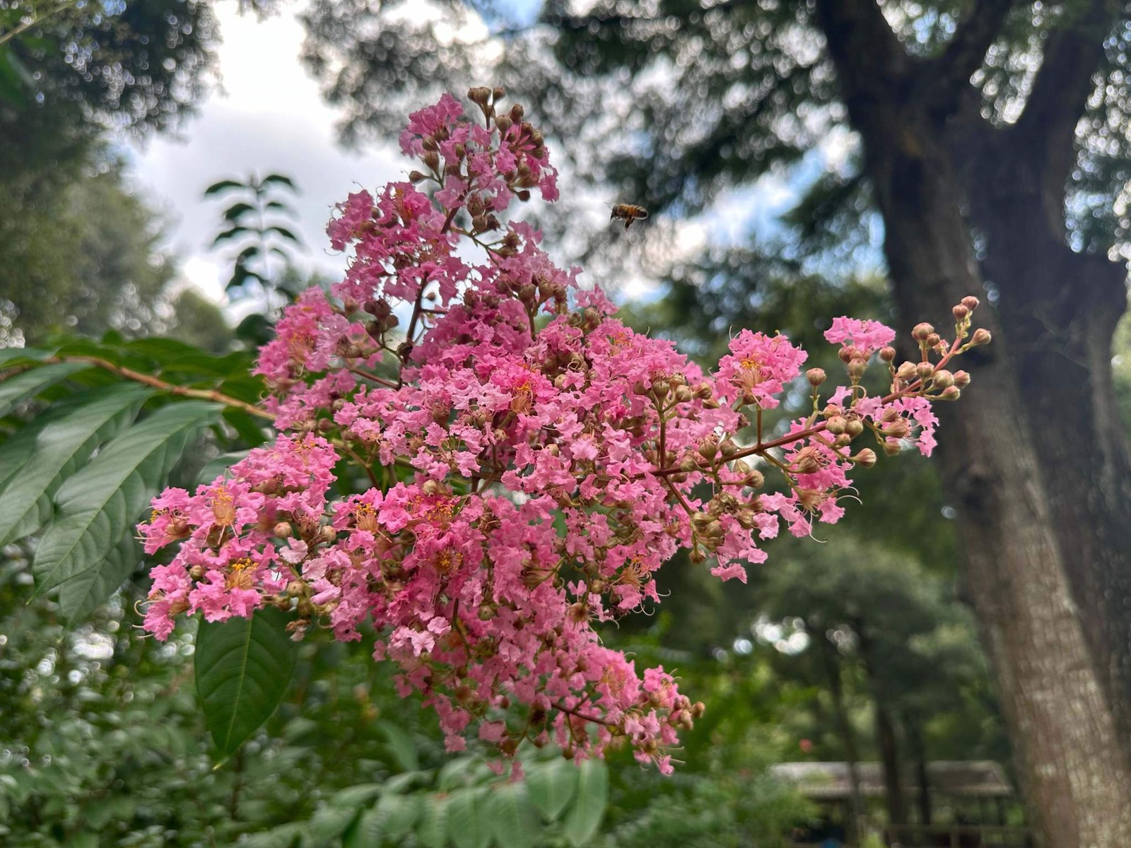 Osage Crape Myrtle: Unique and Delicate Blooms with Rapid Growth