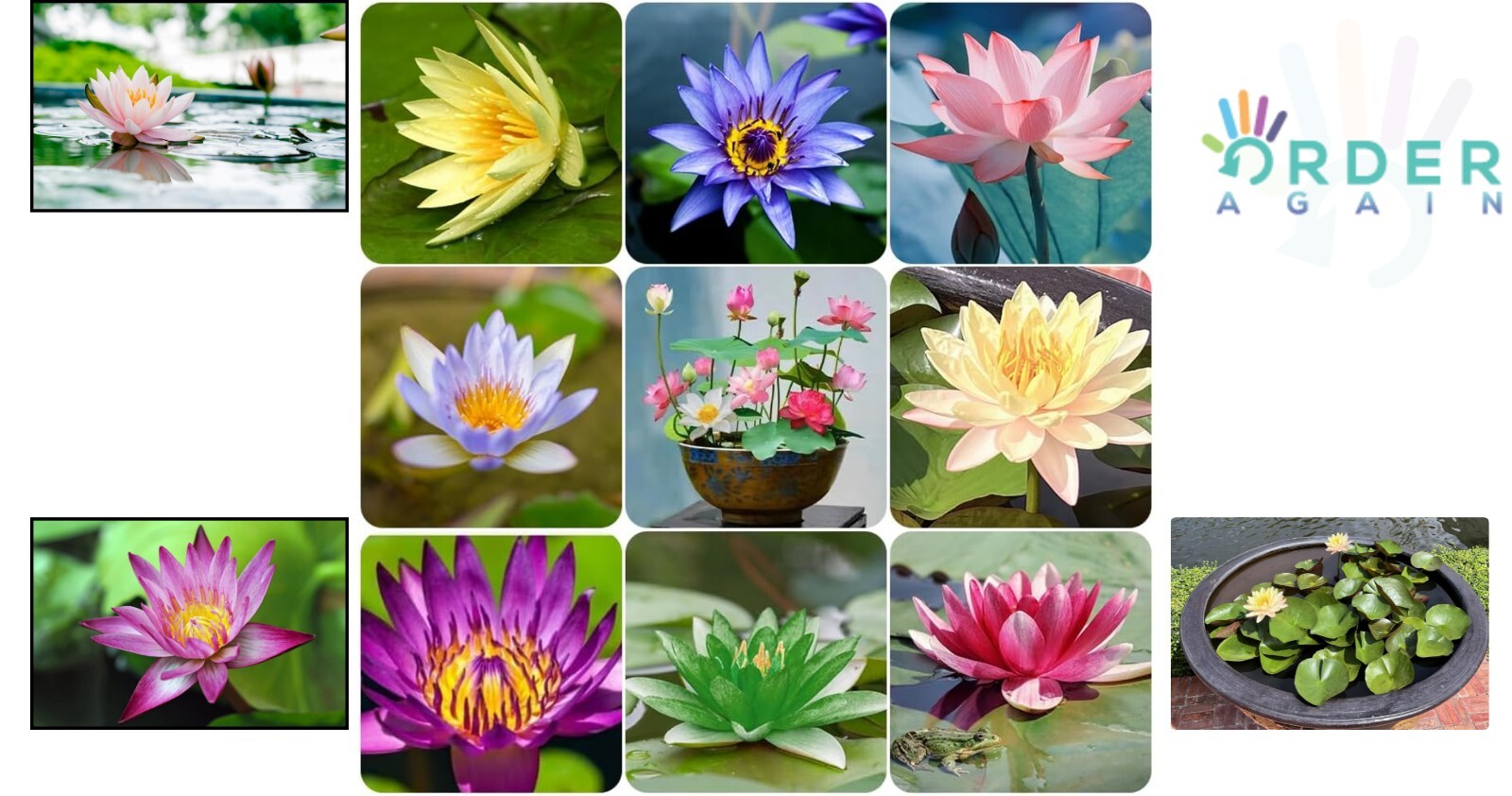 60 Pcs Mix Bonsai Bowl Lotus Seeds Water Lilys Flower Plant Lotus Seeds