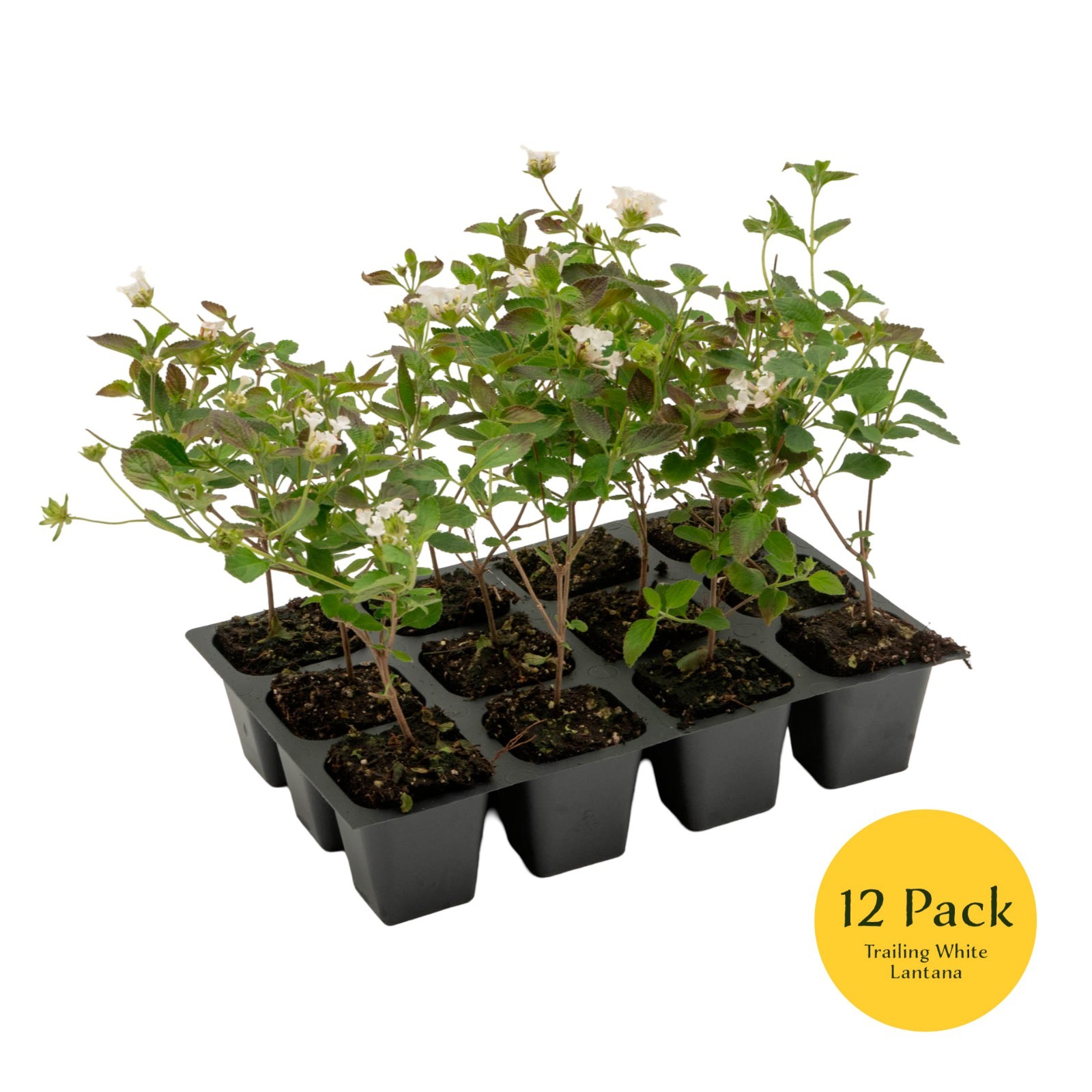 Trailing White Lantana, Live Plants (Lantana Montevidensis) in 2.5″ Nursery Cube
