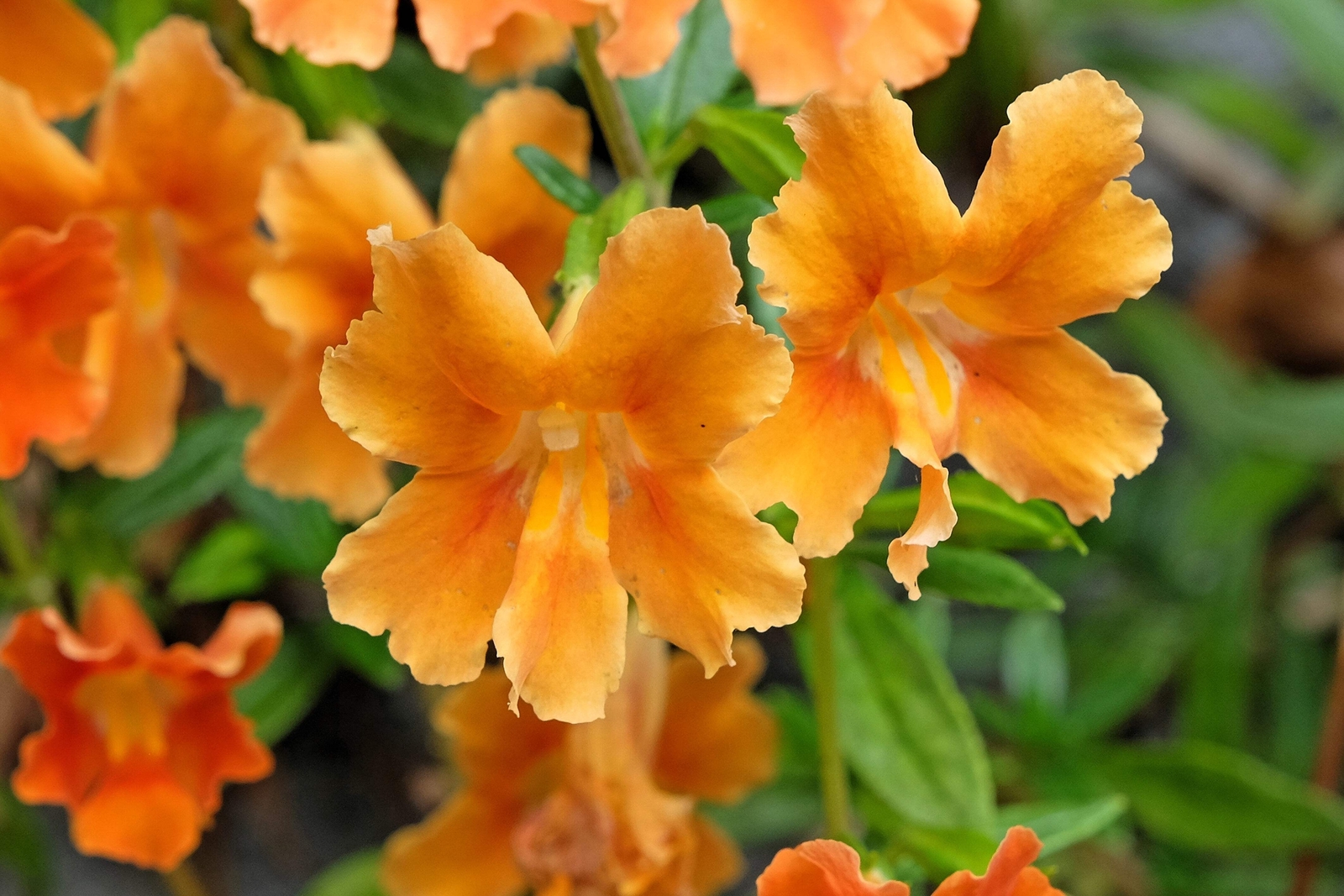 100 Twinkle ORANGE MONKEY FLOWER Mimulus Seeds *Flat S/H
