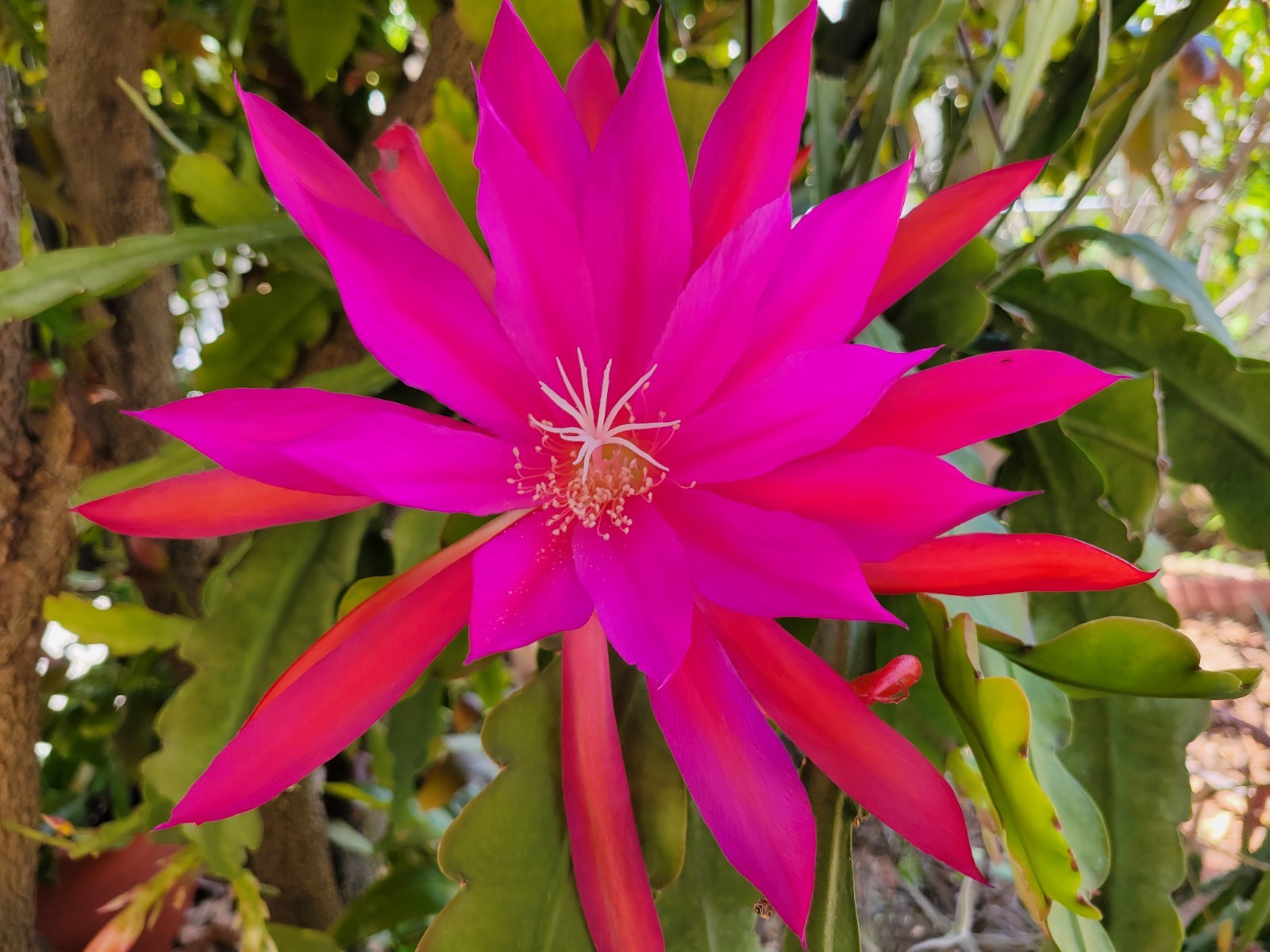 Epiphyllum Oriental Dancer Unrooted Cuttings / 8 to 10 inches long / Epicactus