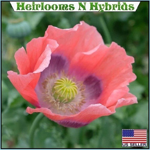 5,000 The Giant Rattler Papavear Somniferum Giganteum Poppy Seeds For Planting