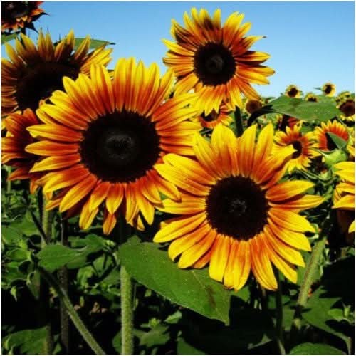 Firecracker Sunflower Seeds For Planting (Helianthus annuus)