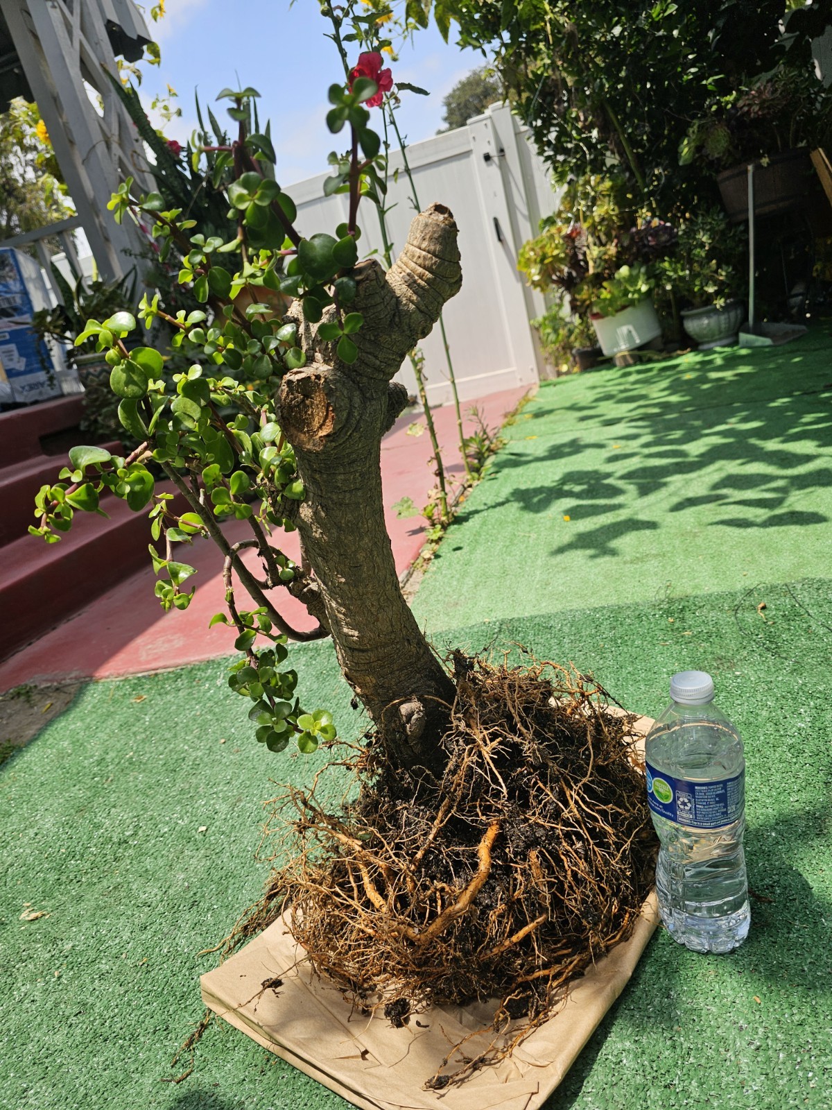 35 Years Old,Portulacaria Afra,Super Mature,shipping Bare Roots.