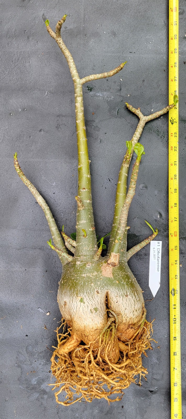 Adenium DOHFARENSE SUPERFAT Caudiciform 3 EXACTPlants 100%USAgrown RAREUncommon