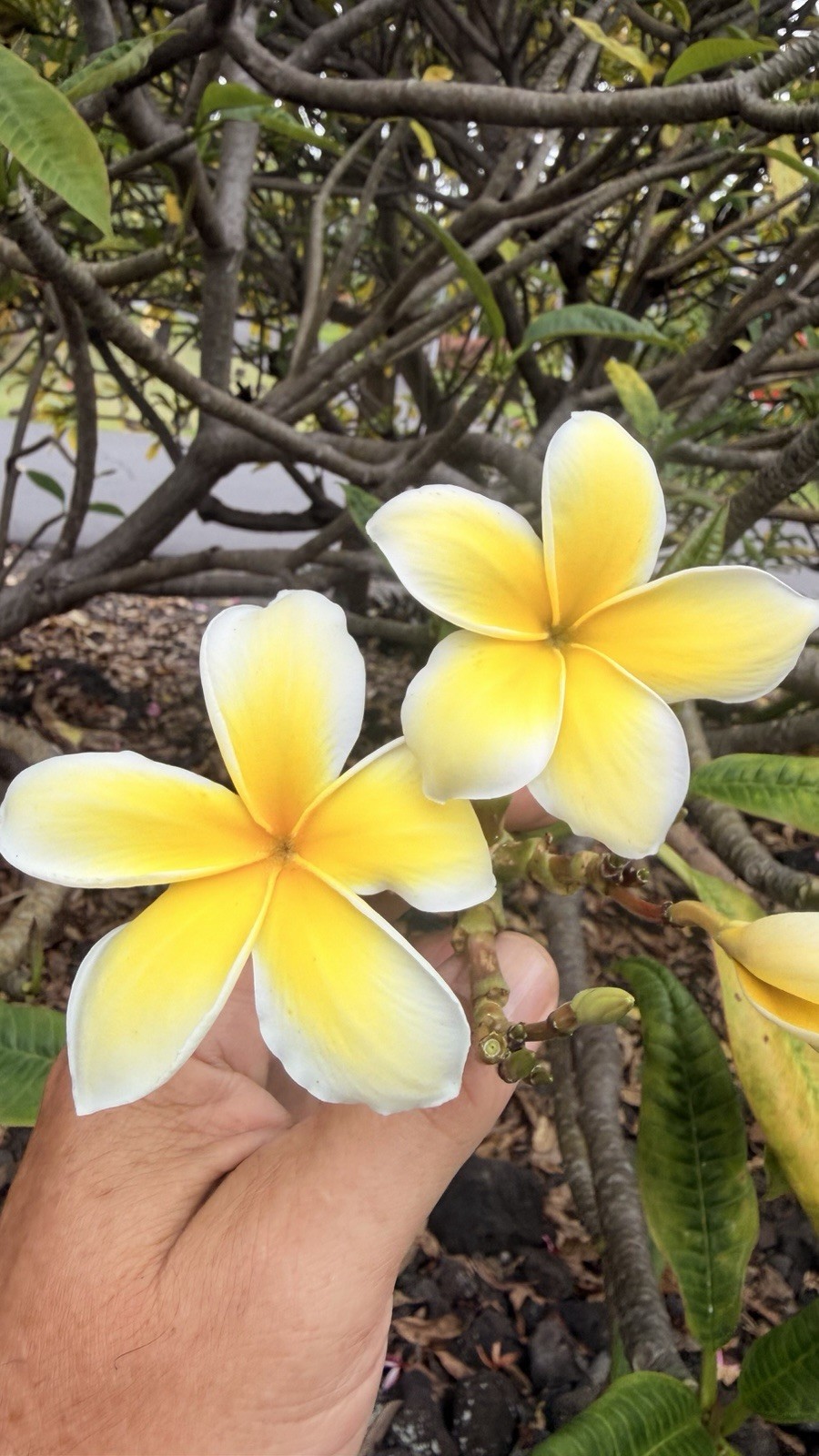 20 Plumeria cuttings, unrooted, grown in Big Island Hawaii 8”-10” Live Cuttings