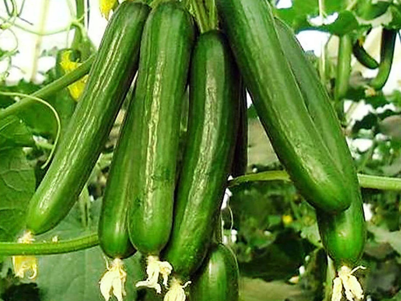200+ Beit Alpha Cucumber Seeds – Persian / Lebanese – Heirloom – Organic – FRESH
