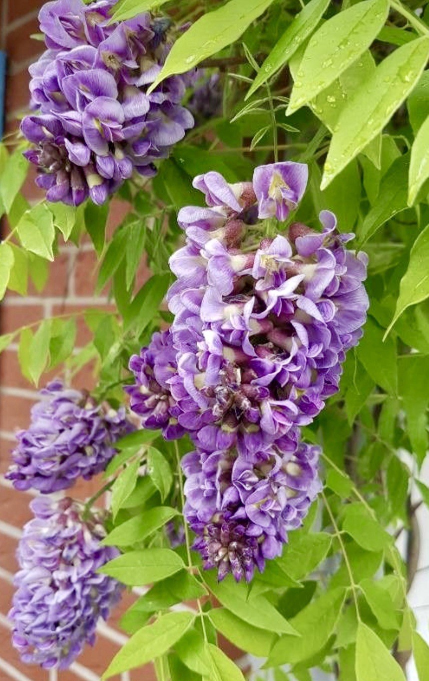 THAI BASIL – 300+ SEEDS 2025 – USA