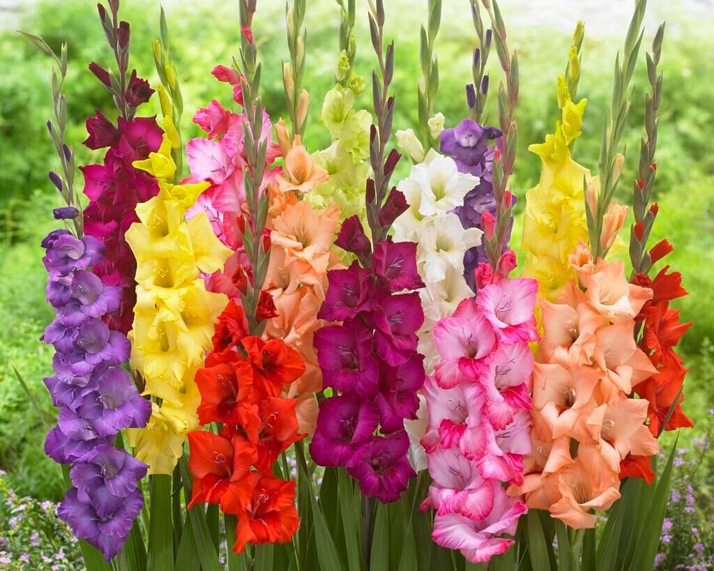 Gladiolus Bulbs – Mixed Colors