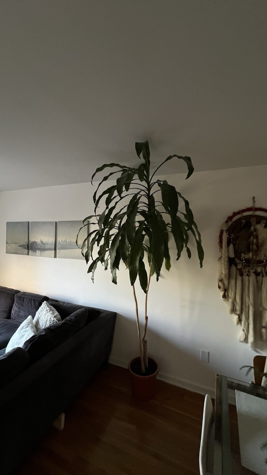 Dracaena fragrans plant, 3 stems staggered, 7 feets