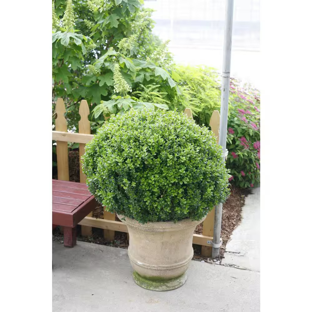 2 Gal. Sprinter Boxwood (Buxus Microphylla) Live Evergreen Shrub