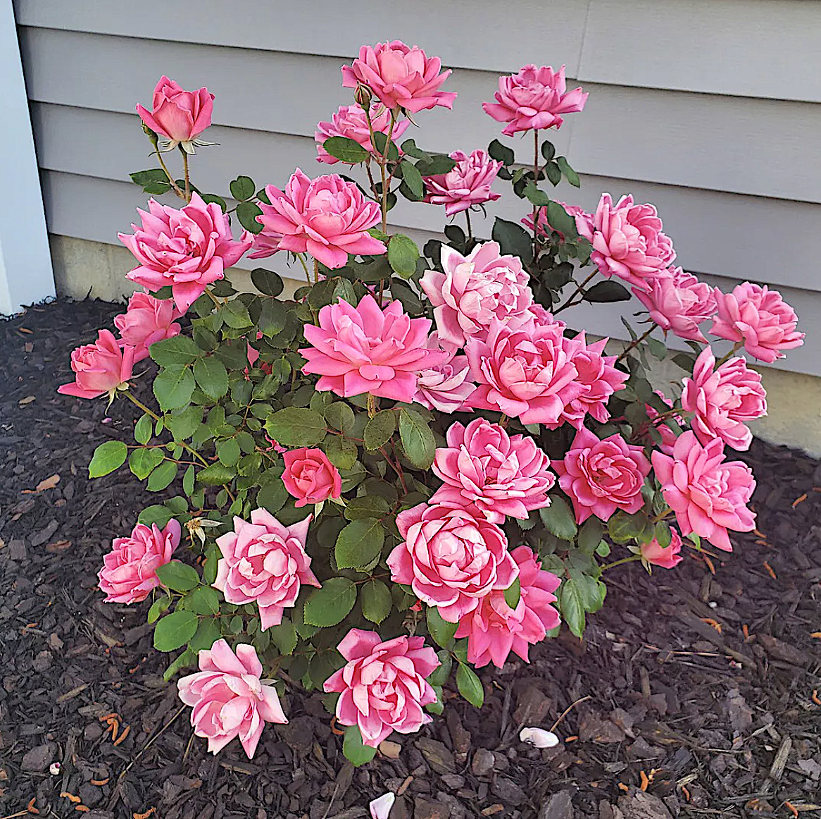 1 Gallon Double Pink Knock Out® Rose Shrub Spring Planting