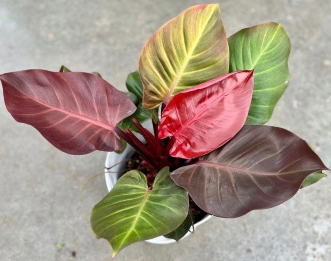 Philodendron Red Sun 3 Pack Starter Plants Live Rare Aroid Houseplant Gift