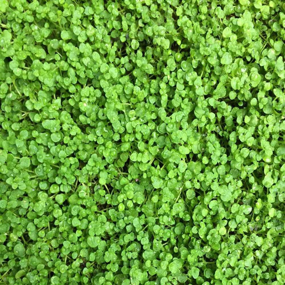 25 Pellets Corsican Mint Seeds For Planting | Ground Cover Plant Seed