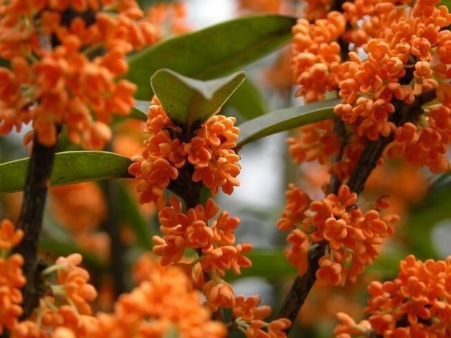 Orange Flowering Fragrant Tea Olive (osmanthus) – Live Plant – Trade Gallon Pot