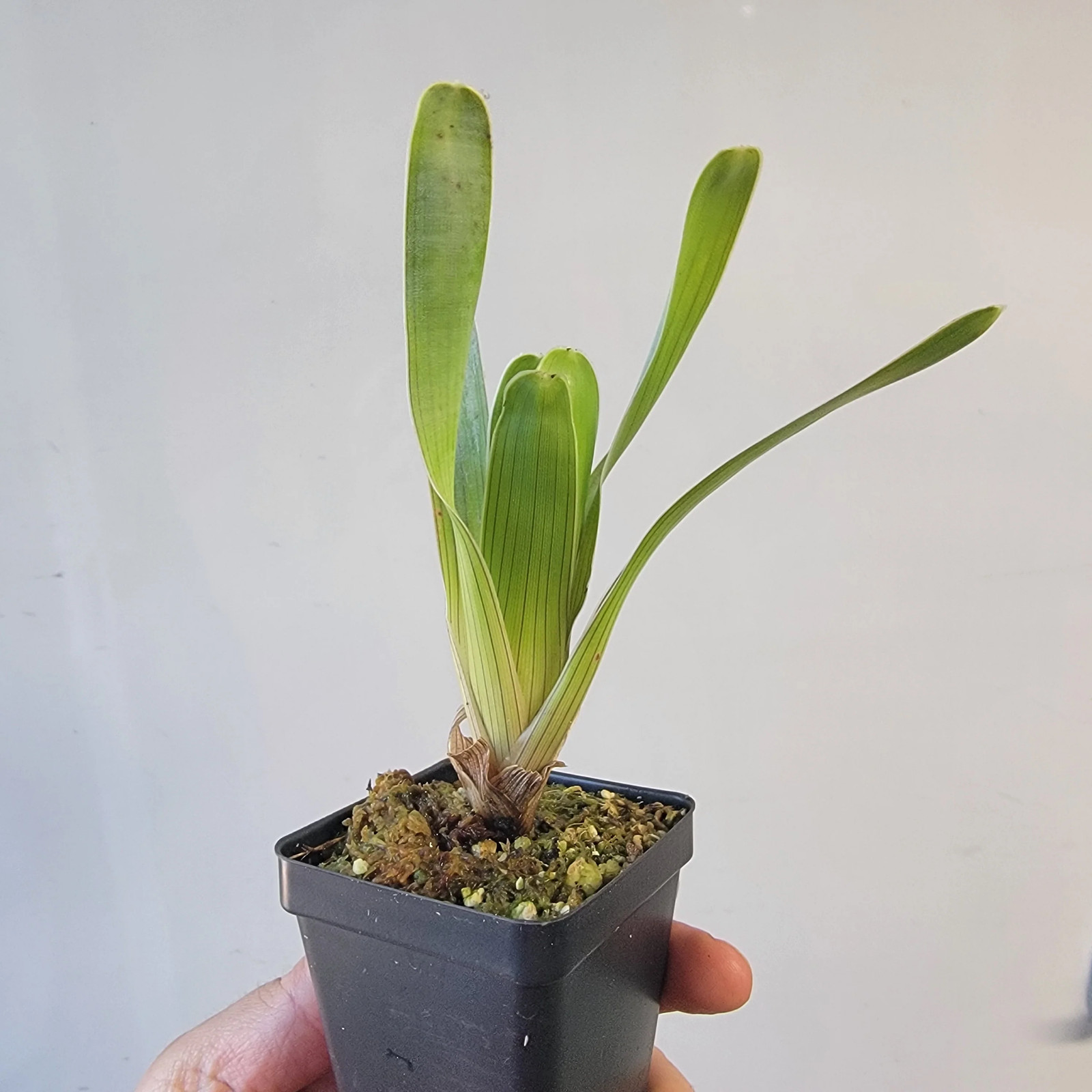 Brocchinia hechtioides (pygmy form) BCP