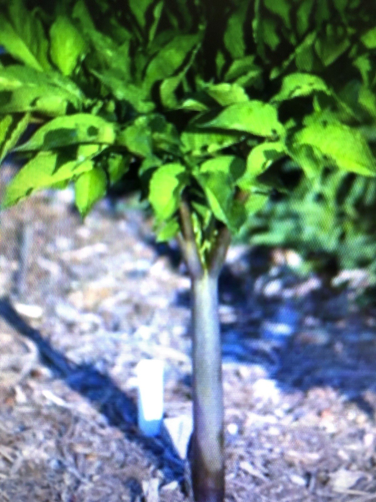 AMORPHOPHALLUS KONJAC ‘Nightstick’ 1 Dormant Bulb (Voodoo Lily) Arisaema