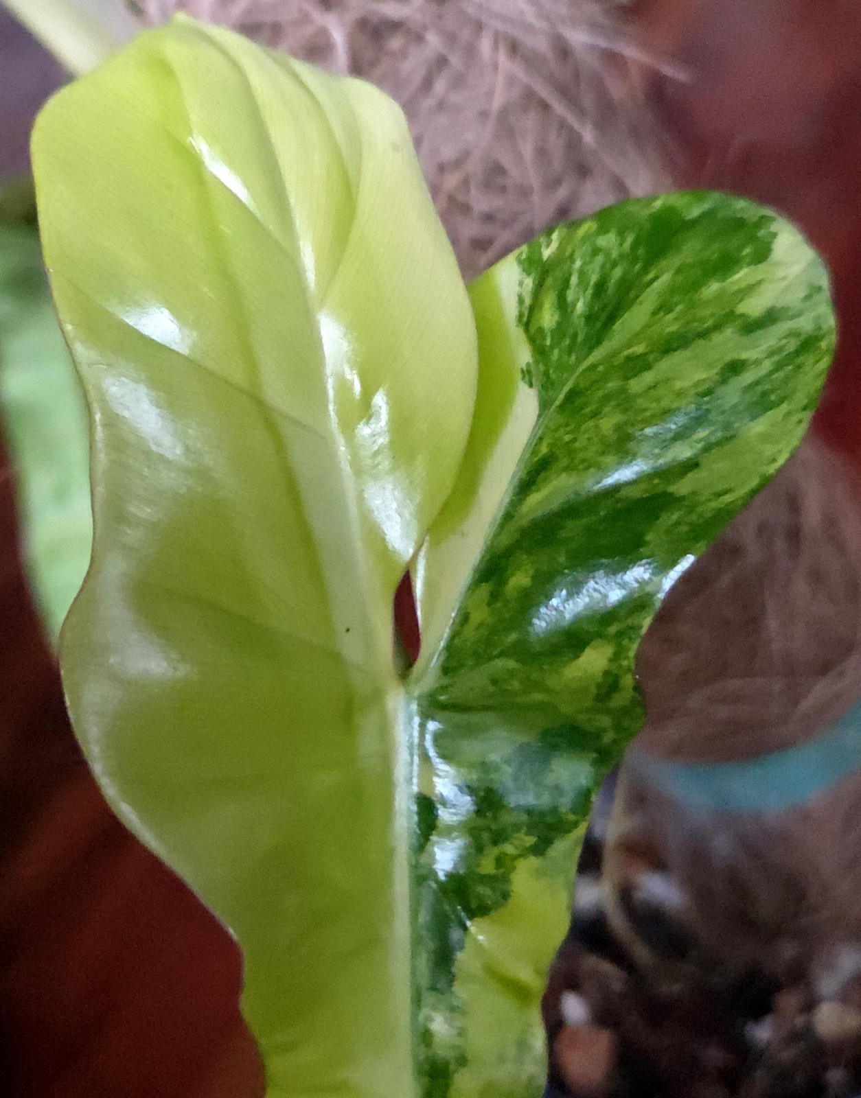 Rare XL Philodendron Florida Beauty X Paraiso Verde 28″ Wide 14″ Leaf Monstera