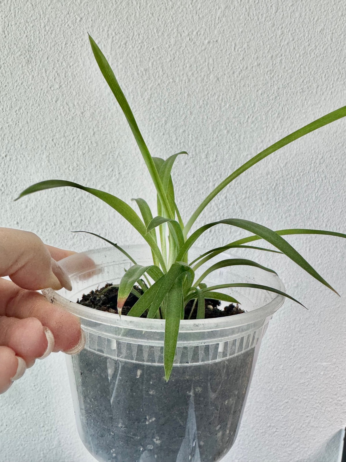 LIVE PLANT Spider Plant Chlorophytum Comosum Hawaiian 4.5″ Pot with water tray