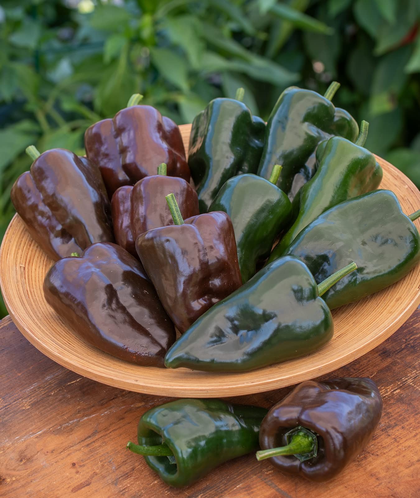Poblano’ Ancho 4″ HeartShaped Dark Green to Red Peppers, 100 seeds