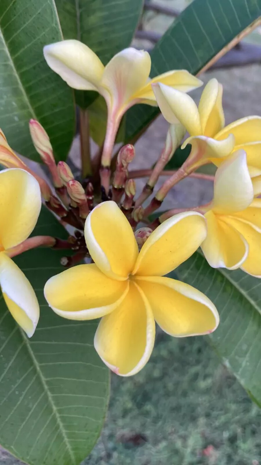 5 Yellow White Plumeria Seeds Perennial Flowers Flower Frangipani Seed US SELL