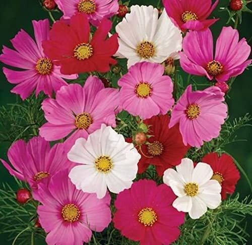 Cosmos Flower Seeds, Sensation Mix 1,000 Seeds Non-GMO Seeds – Ships from Iowa,