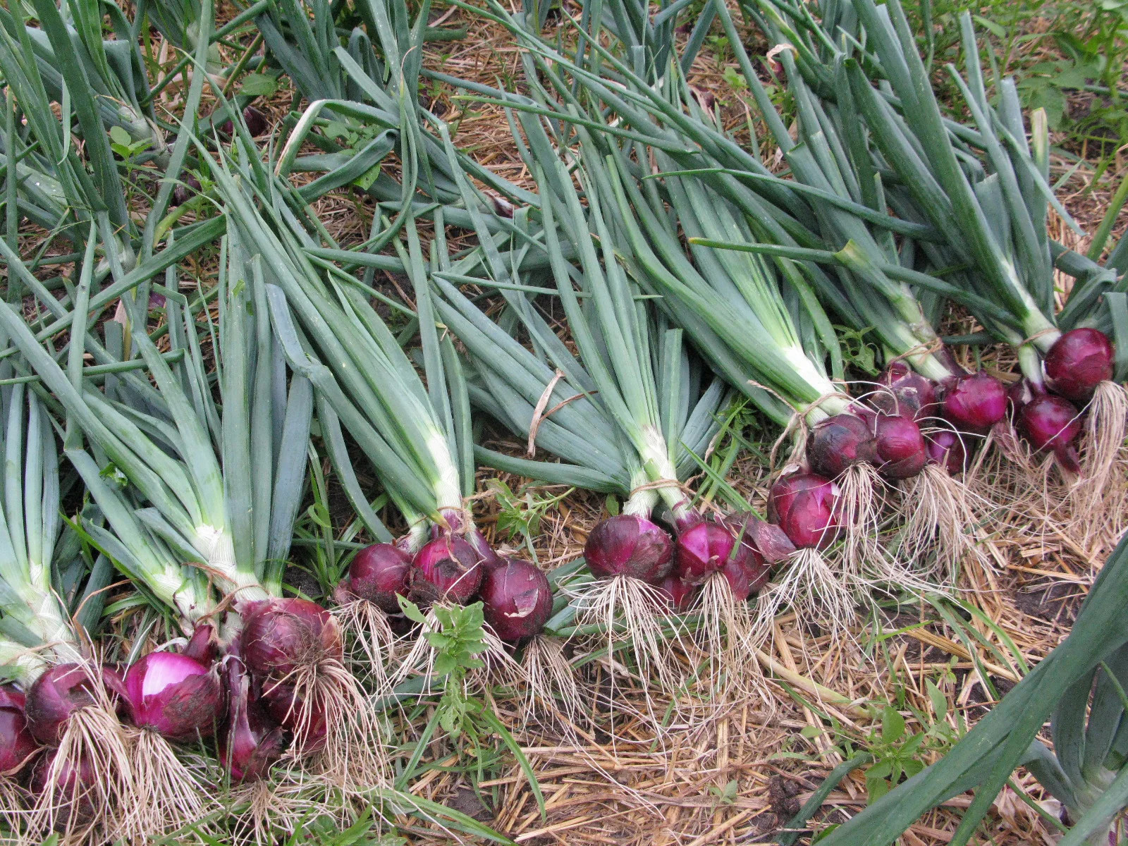 Red Burgundy Onion Seeds | Allium Short Day Purple Scallion Vegetable Seed 2024