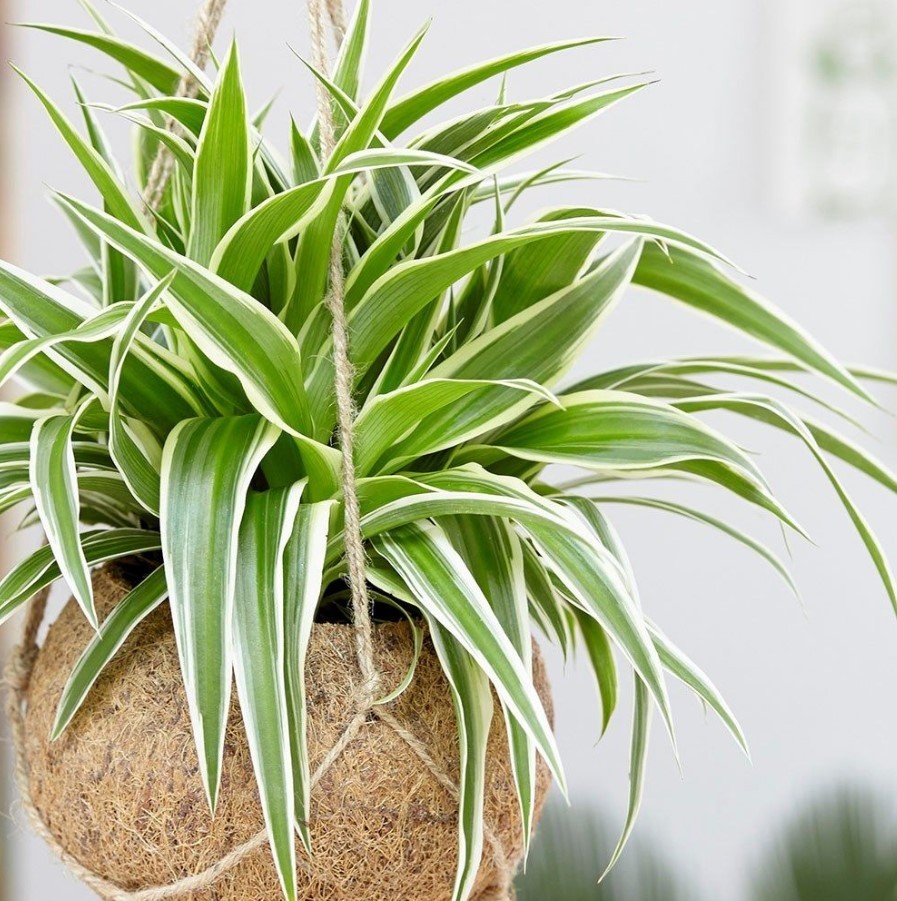 Variegated Spider Live Plant – 4-7″ Tall – Chlorophytum Air Purifier Houseplant