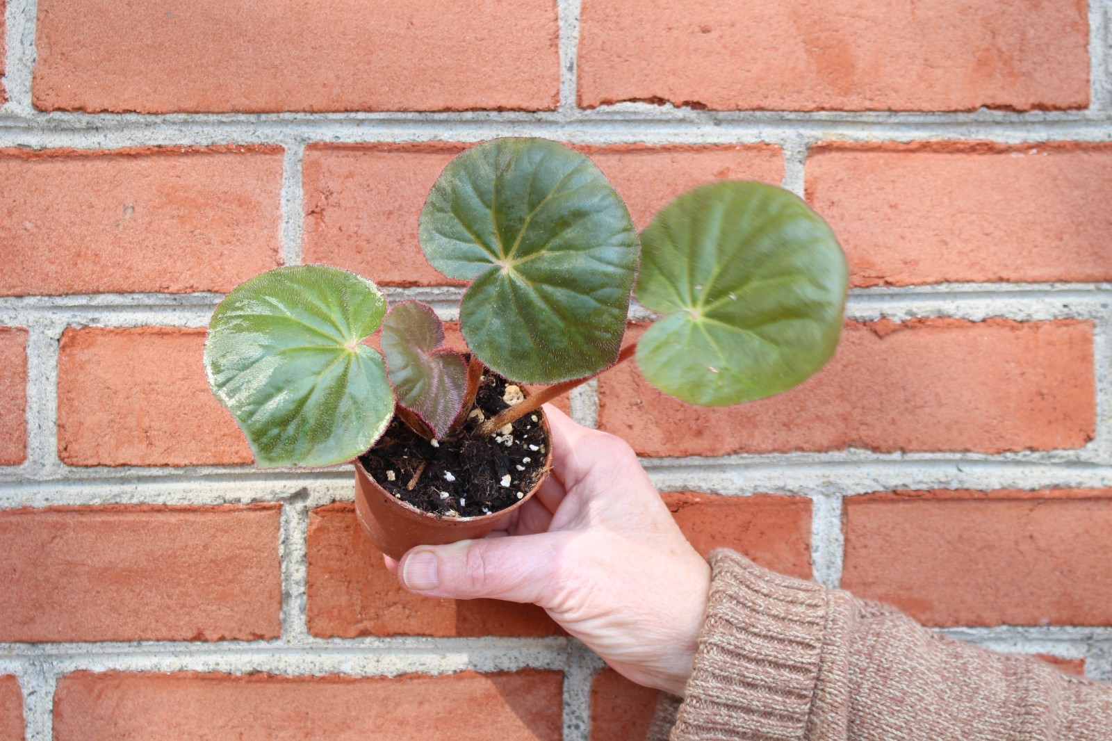 begonia acetosa