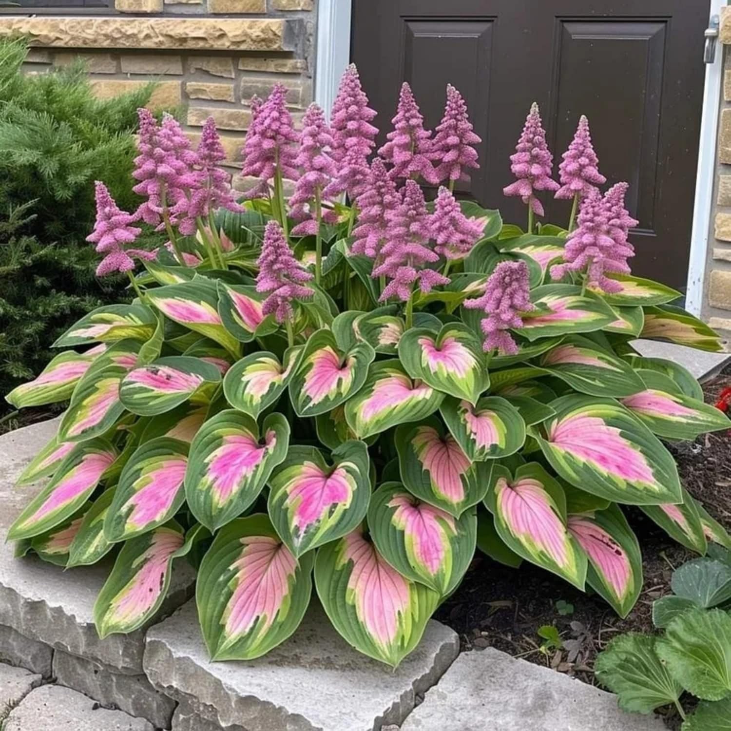 330+ Mixed Color Hosta Seeds for Planting – Shade-Tolerant Perennials, Dual Use