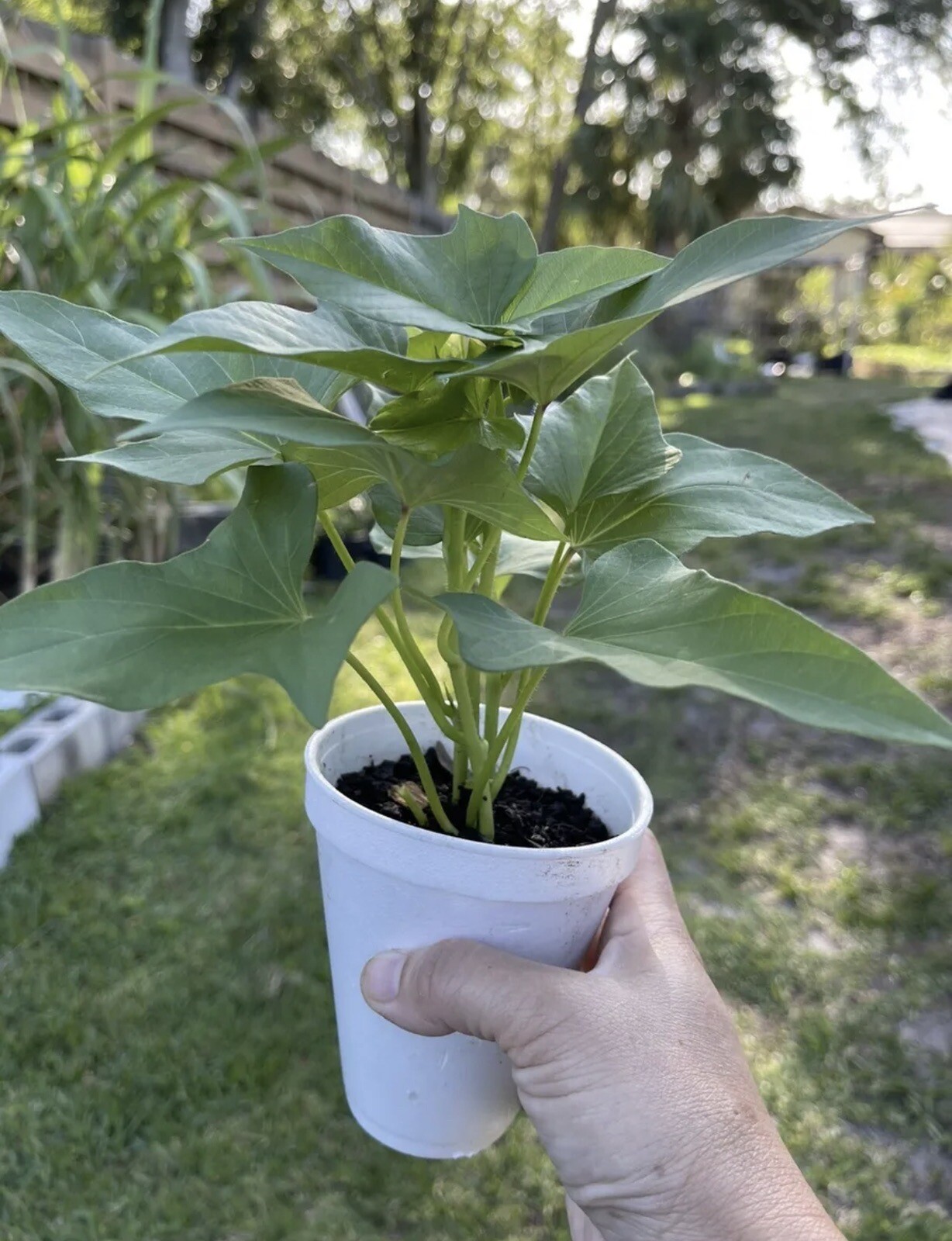 5 Rooted Okinawa Purple Sweet Potato Plants In A Cup Okinawa Sweet Potato Plants