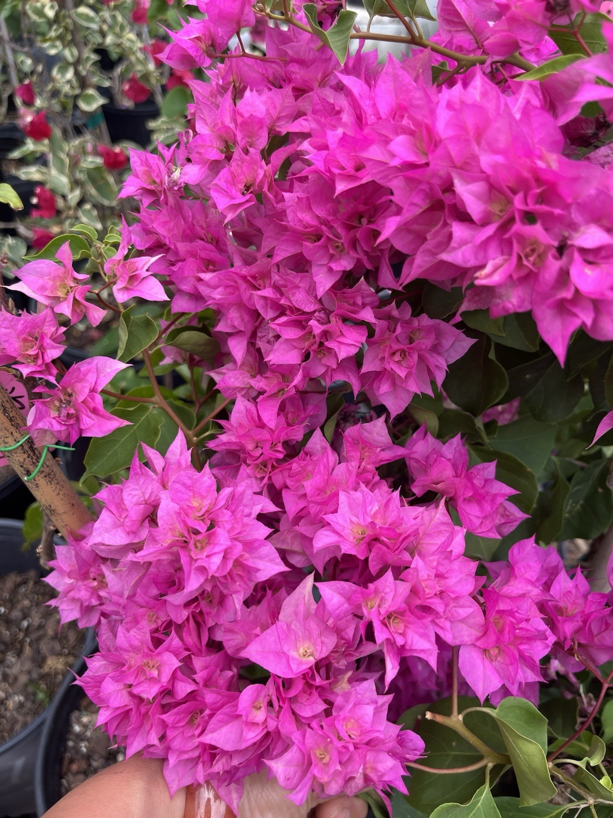 Doubld Petals Pink Bougainvillea 3 Gallon Pot 30 in Tall