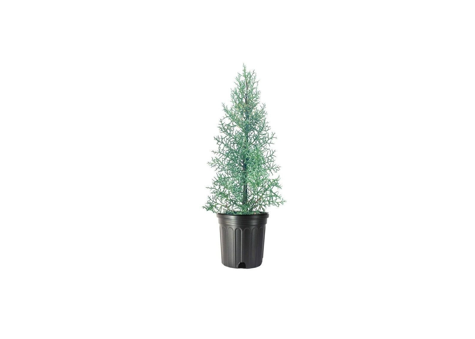 Arizona Blue Ice Cypress | 1 Gallon | Cupressus arizonica | Low Maintenance
