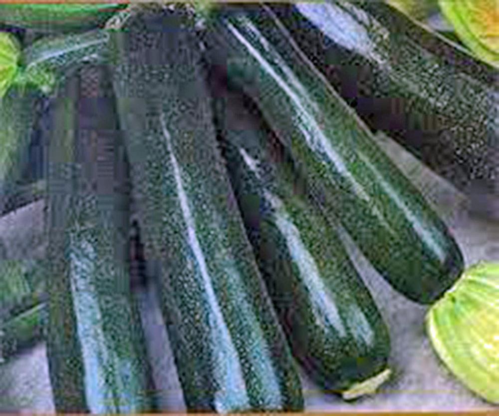 ZUCCHINI, SQUASH SEED, BLACK BEAUTY, HEIRLOOM, 100 SEEDS, NON GMO