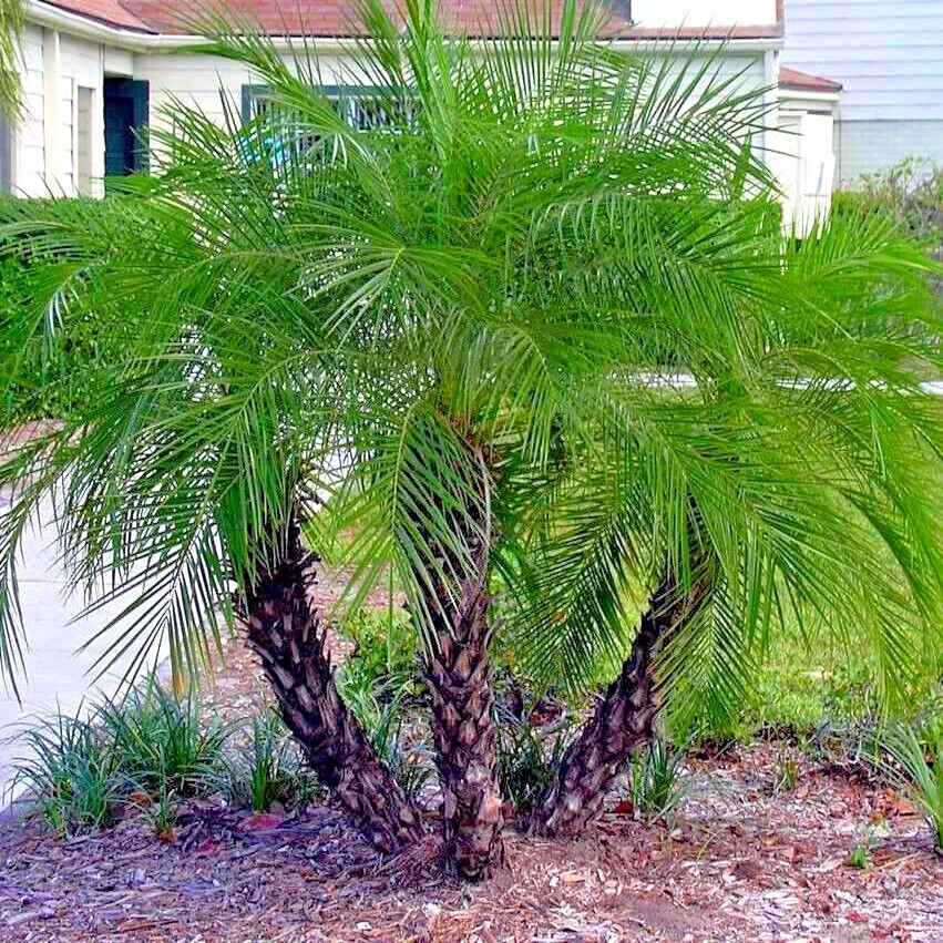Dwarf Pygmy Date Palm Tree Seeds (Phoenix roebelinii) Tropical Indoor Houseplant