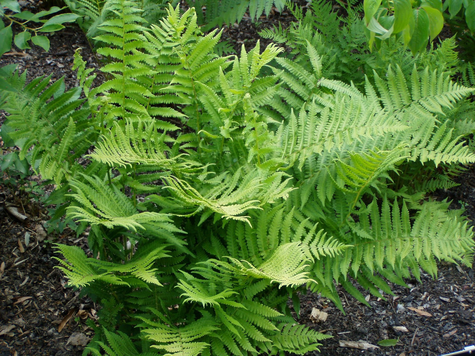 Lady Fern 15 Plants in 3-1/2 inch Pots