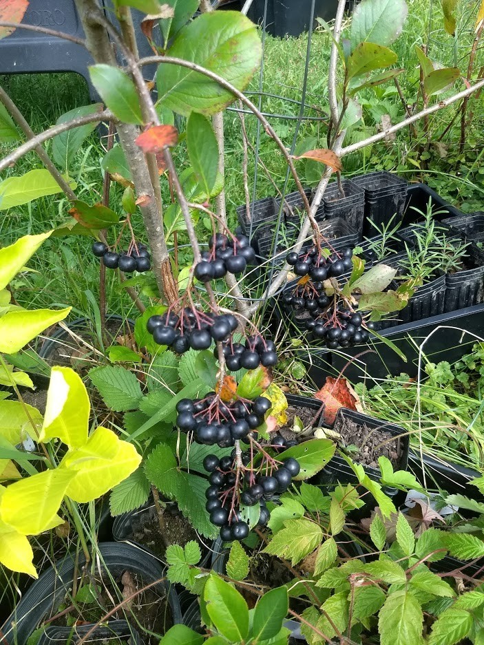 1 Viking Aronia berry plant. Zones 3-8 . Live rooted starter plant.