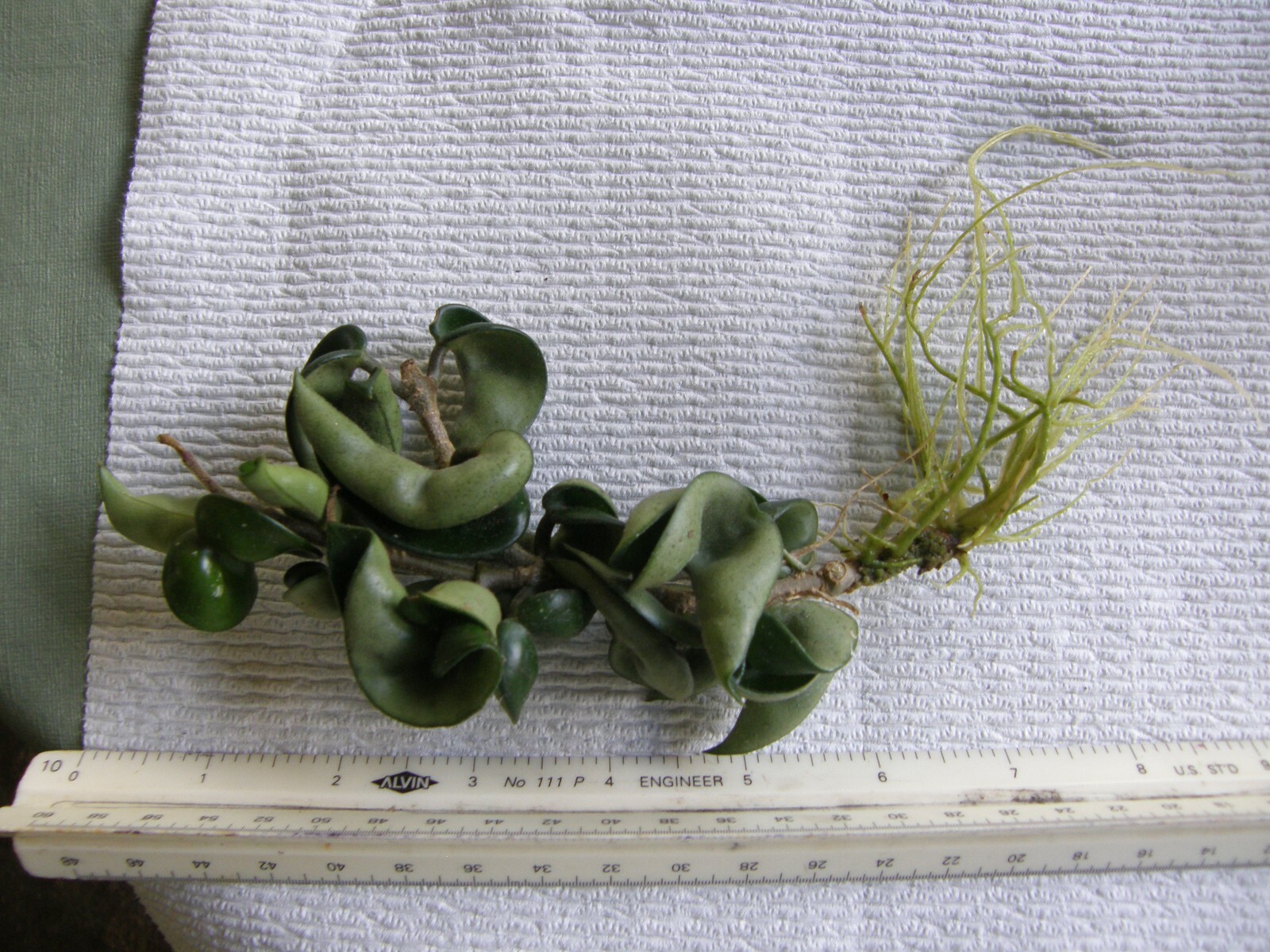 #7869 HOYA CARNOSA COMPACTA KRINKLE KURL HINDU ROPE BARE ROOT PLANT FIVE+ INCHES