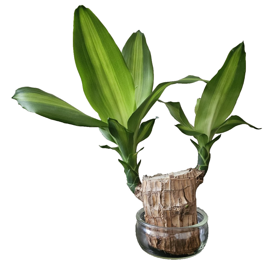 Lucky Brazilian Wood Plant Lucky Fortune Hydroponic Corn Plant Dracaena Fragrans