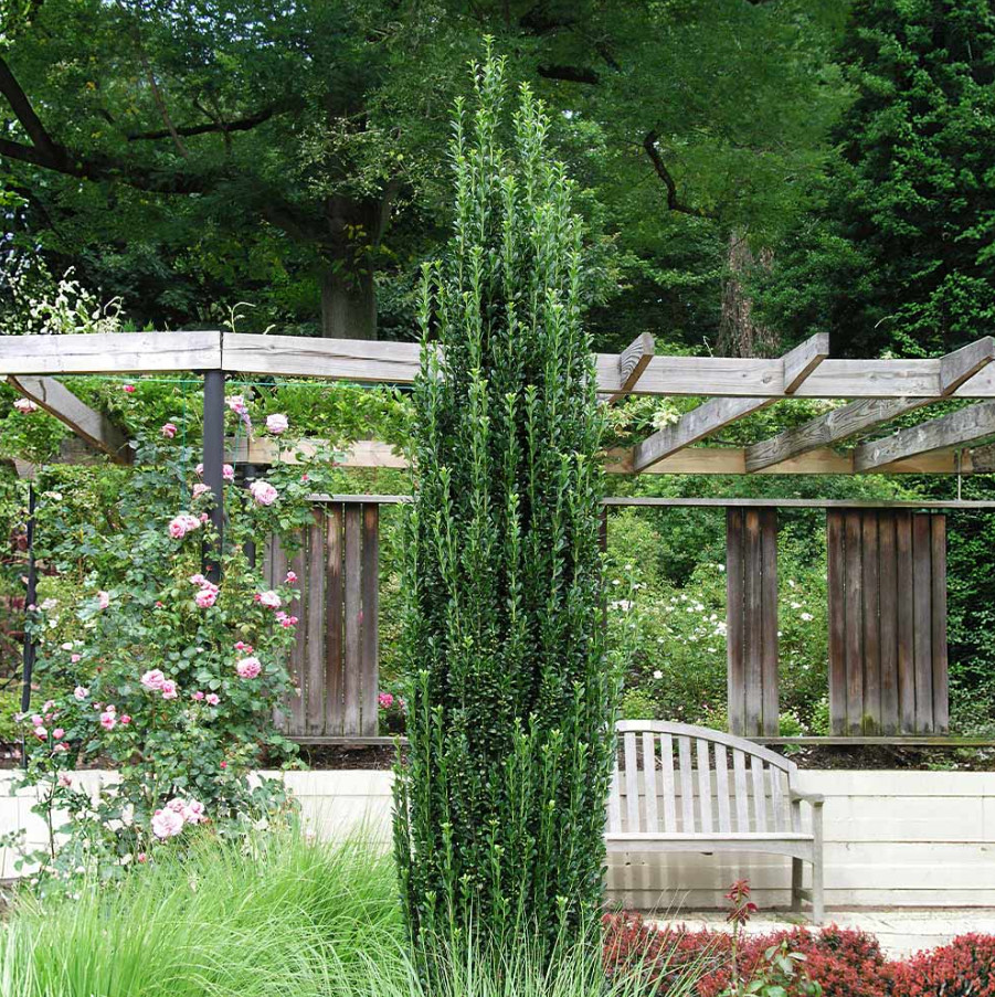 5 Live Sky Pencil Holly Plants – 6” Tall – 3” Pot – Upright Evergreen Shrubs