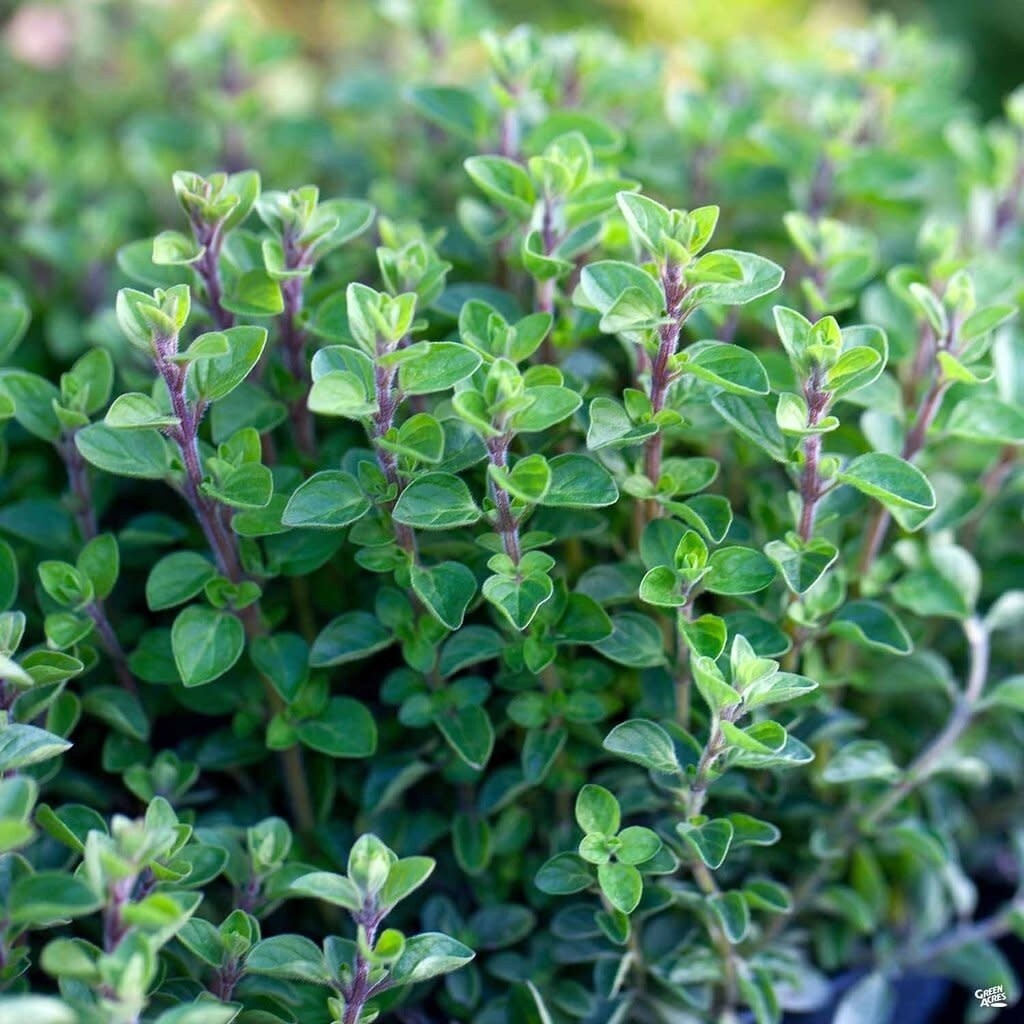300+ ORGANIC Non-GMO Italian Oregano Seeds – Seeds Of Tomorrow