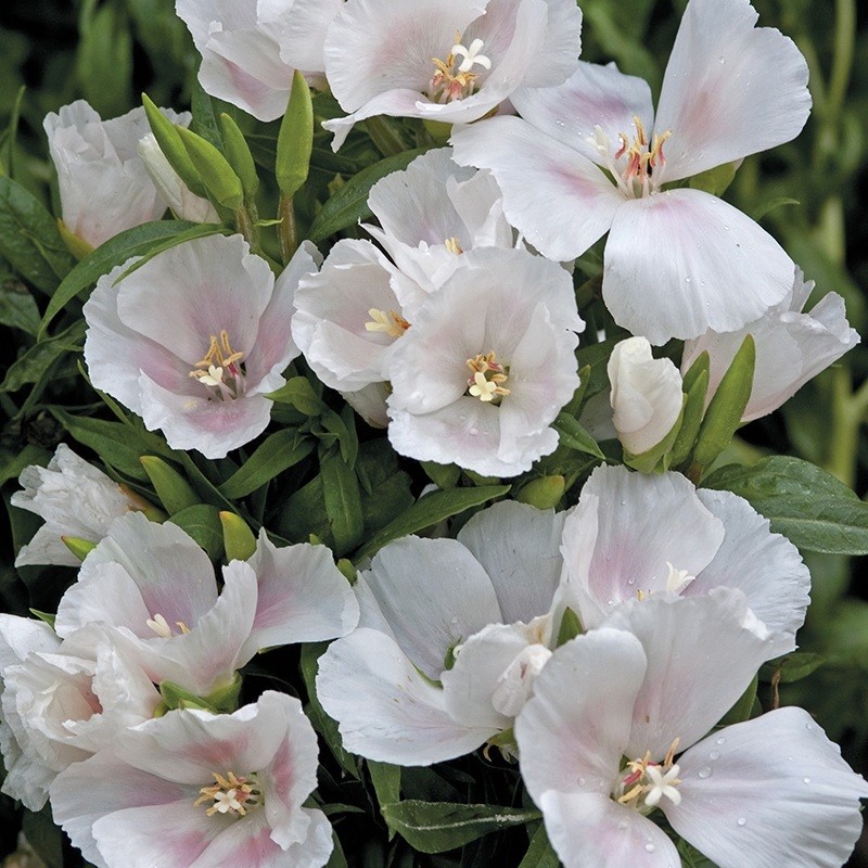 50+ Godetia Grandiflora Meteor Clarkia / Re-Seeding Annual Flower Seeds